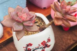 多肉綠成大頭菜？養(yǎng)這5種，夏天開得比花開好看！