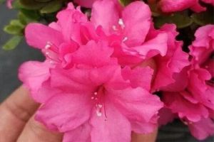 你家的杜鵑買一盆死一盆，人家的卻旺得開花，咋養(yǎng)的？