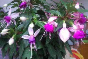 她養(yǎng)花5年，倒掛金鐘1盆變10盆，夏天從來(lái)不死！