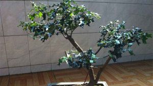枸骨盆景如何養(yǎng)護(hù)