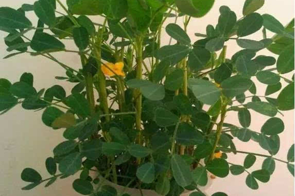 1把花生隨手扔水里，7天發(fā)芽，1月長成小盆栽，擺在哪里都好看！