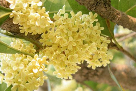 桂花