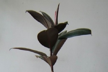 橡皮樹(shù)
