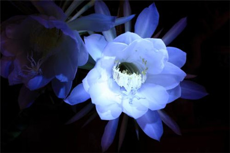 曇花