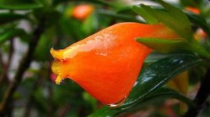 金魚(yú)花的養(yǎng)殖方法及注意事項(xiàng)