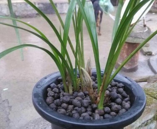 羊糞