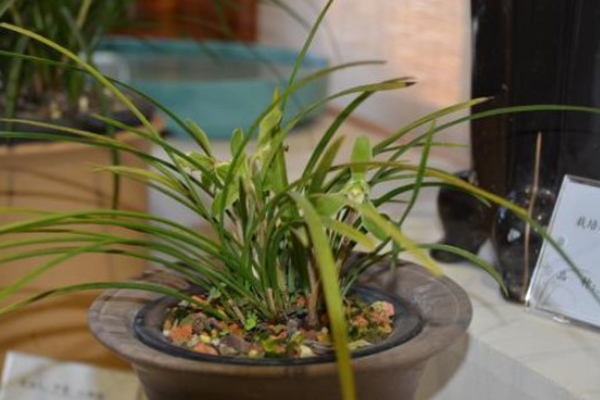 秋天養(yǎng)“蘭花”，避開這4個“風(fēng)險”，不黃葉不爛根，香氣飄滿園！
