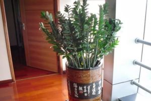 這10種有錢花，越養(yǎng)越有錢，家家必備！