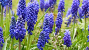 風(fēng)信子一年開(kāi)幾次花