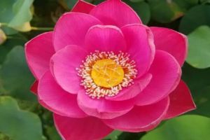 夏天就養(yǎng)它，花開(kāi)一朵比拳頭還大，越熱越爆盆！