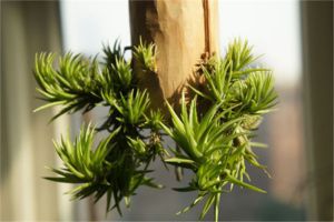 這花吊起來養(yǎng)，一夏天都不想出門，還不占地兒！