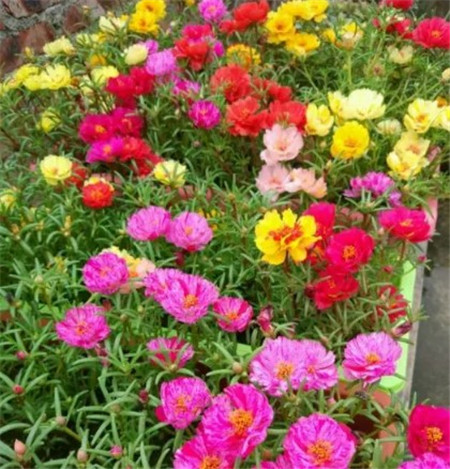 太陽(yáng)花