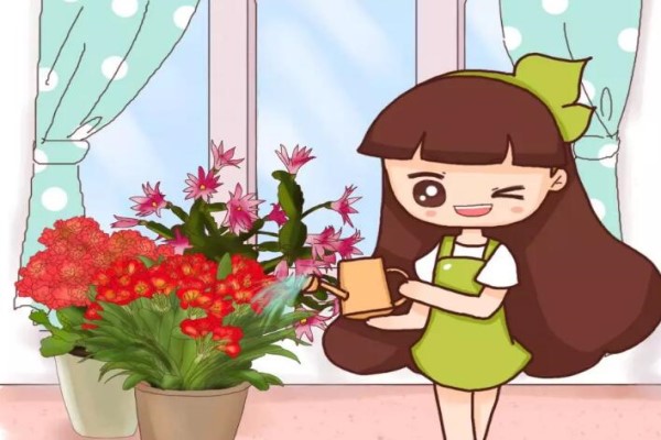 長(zhǎng)壽蟹爪蘭這么澆水，葉子胖成球，開(kāi)花100朵！