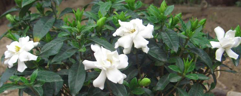 梔子花為什么掉花蕾