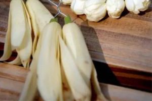家里的白蘭天天開(kāi)花，摘都摘不完，鄰居都來(lái)?yè)屩I(mǎi)！