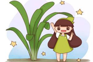 君子蘭最全度夏攻略，學(xué)一招，葉綠花多爆盆快！