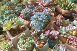 5塊錢的花，1個(gè)月爆滿小陽(yáng)臺(tái)，給100萬(wàn)也不賣！