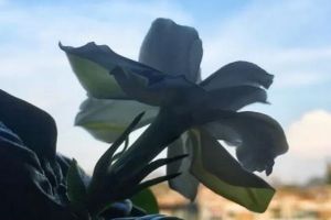 梔子茉莉，秋冬這樣養(yǎng)，枝條壯實好過冬！