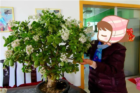 整理玉樹(shù)花