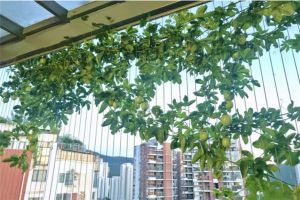 爬藤開花還結(jié)果，夏天種1棵，小陽臺(tái)變百果園！