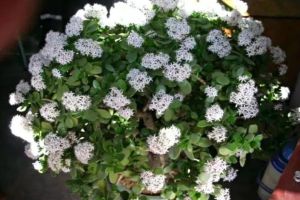 奶奶養(yǎng)玉樹，一個破瓷盆養(yǎng)了30年，花開1000朵葉子流油！