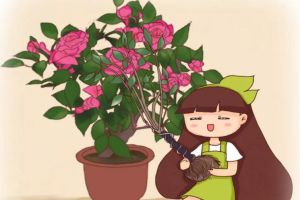 入秋這樣養(yǎng)茶花，朵朵壓滿枝，開(kāi)花紅艷艷！