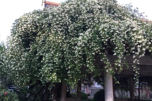 他的花“成精”了，個(gè)頭躥得比人高！到底咋養(yǎng)的？