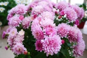 現(xiàn)在不養(yǎng)這種花，夏天就白過了，后悔都來不及！