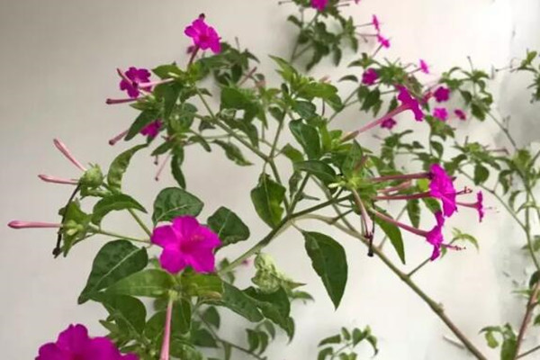 這花一開就爆成球，丟土里就活，想養(yǎng)死都難！