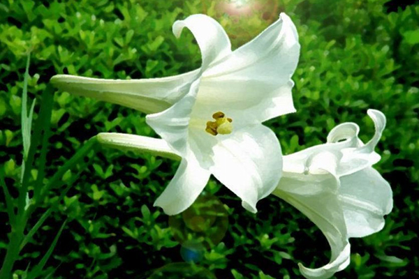 “百合”冬天也能養(yǎng)？做好這1點(diǎn)，安全度過(guò)冬天