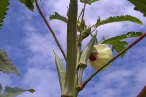 陽臺(tái)種1棵秋葵，連結(jié)3個(gè)月果子，吃完一茬又一茬！