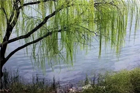 柳樹(shù)