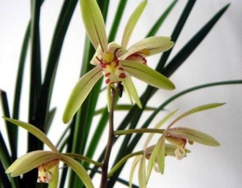 蘭花