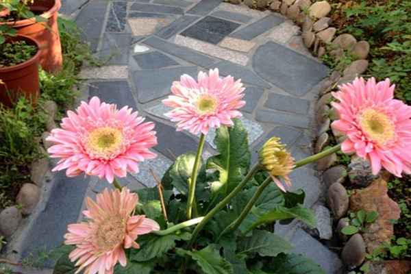 以后這種廚房“垃圾”別扔，花盆里倒一點(diǎn)，長高開花攔不??！