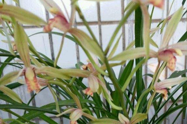 “蘭花”盆里加點(diǎn)“糞”，不愁蘭花不開花，葉子嫩芽長不斷！