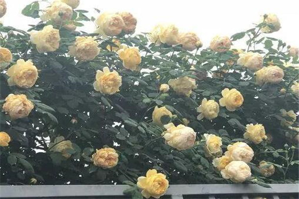 給花吃點榴蓮皮，1根枝冒40朵花，越臭越好用！