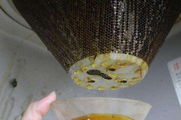油煙機(jī)的“廢油”可別扔，用它當(dāng)花肥，花呼呼長不停