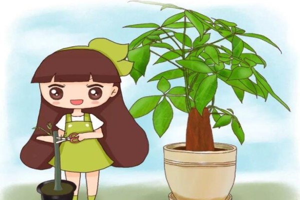 發(fā)財(cái)樹也能播種？1個(gè)果1根枝，多到陽臺(tái)放不下！
