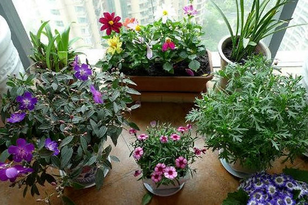 一根枝條，一個(gè)花盆，在家自己種桂花，不花錢(qián)也能嗅花香