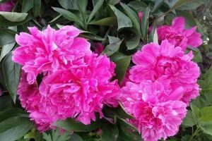 這7種花，開(kāi)花大過(guò)拳頭，不養(yǎng)后悔一輩子！