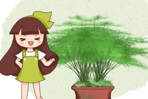 一張撲克牌，文竹毫發(fā)無傷變2盆，簡直神操作！