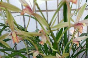 “蘭花”盆里加點(diǎn)“糞”，不愁蘭花不開(kāi)花，葉子嫩芽長(zhǎng)不斷！