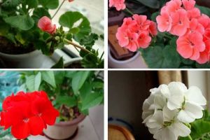 這5種“葉插”植株，趁現(xiàn)在掰下片放土里，嫩芽呼呼冒不停！