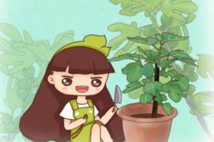 綠蘿扎根繩子，葉子長得比臉大，10天竄1米！
