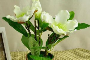 養(yǎng)了這么多年花，現(xiàn)在才知道，早上澆花才最好！