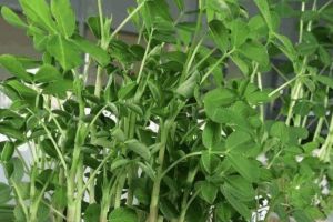 花生插水里，比綠蘿還好看，1棵結果50個！