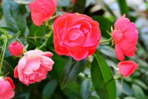施肥簡單，可你真做對了嗎？學(xué)會這個(gè)方法，爆盆開花更容易