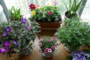 一根枝條，一個花盆，在家自己種桂花，不花錢也能嗅花香
