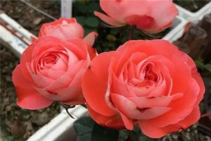 誰說沒院子不能養(yǎng)花？這8種小型月季，種1棵爆滿陽臺(tái)！