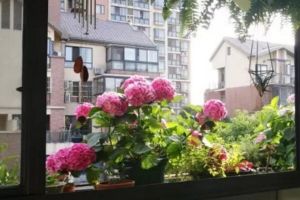 這6種花隨便種，不出1個(gè)月，北陽(yáng)臺(tái)變百萬(wàn)花園！